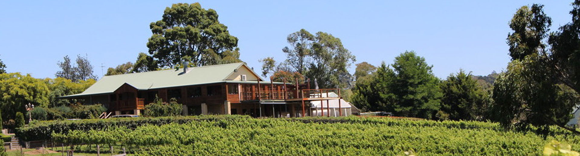 vineyard